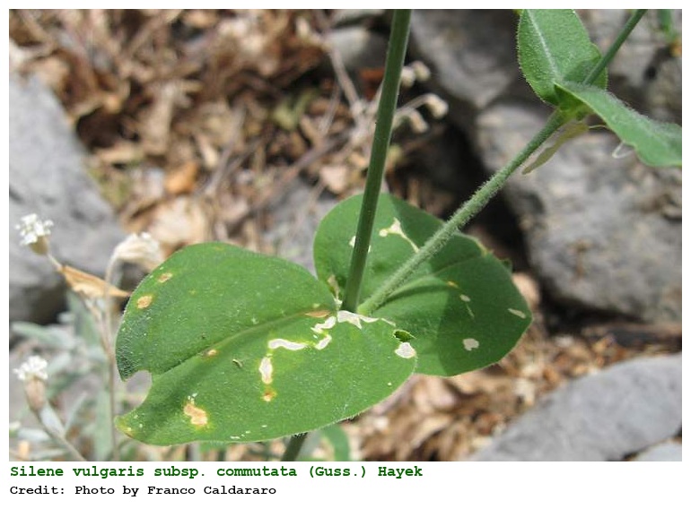 Silene vulgaris subsp. commutata (Guss.) Hayek